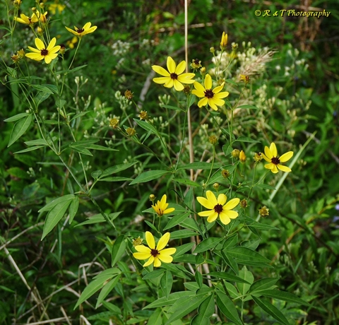 {Coreopsis tripteris}